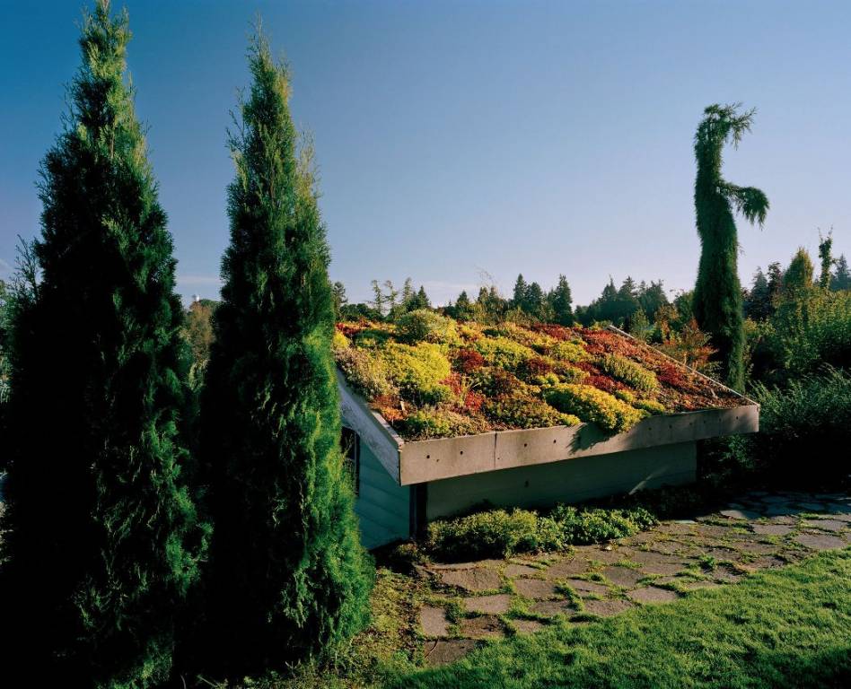 acoperisuri verzi 5 acoperisuri verzi 5